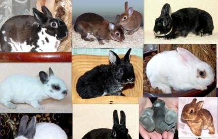Кролиководство – выгодный бизнес Бизнес план по разведению кролиководческой фермы