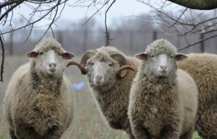 Разведение овец в домашних условиях для начинающих Разведение баранов